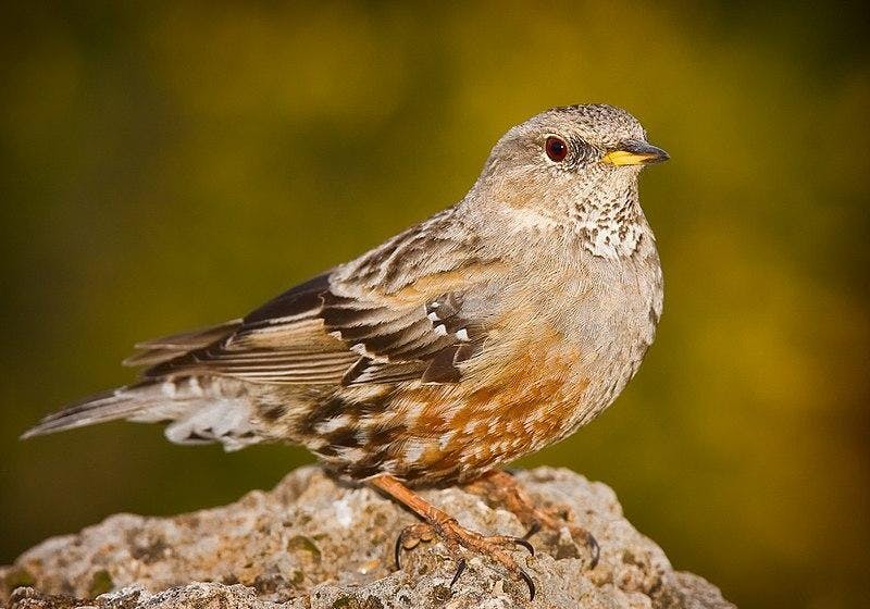 アルパインの鳥