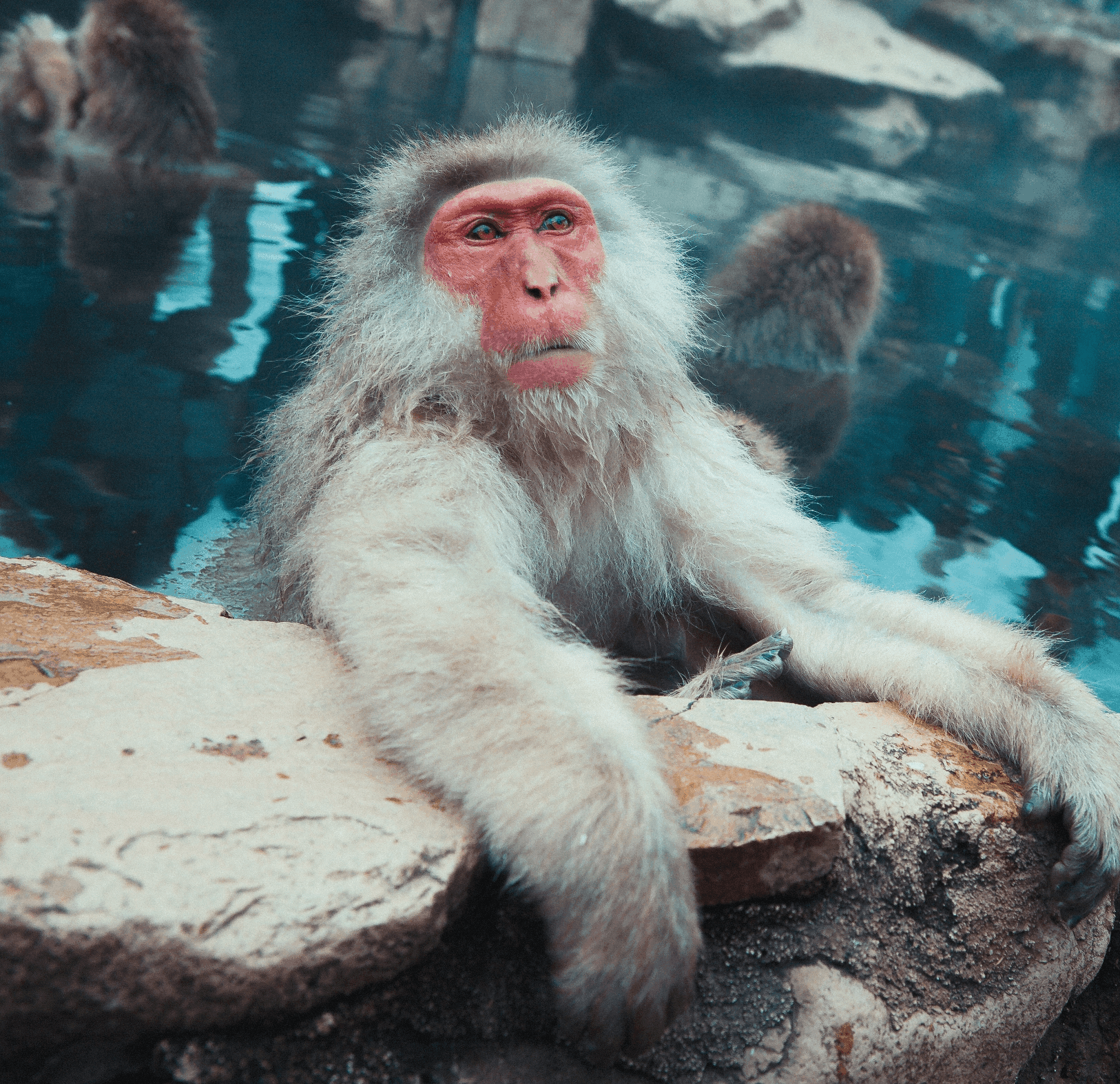 Hakuba's Snow Monkeys